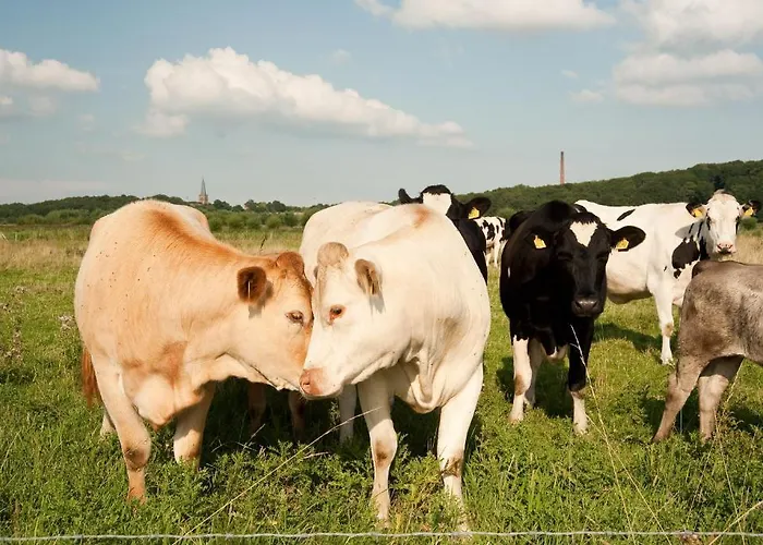 Grenshotel De Jonckheer 4* Ossendrecht