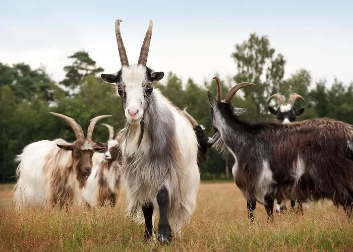 Hotell Grenshotel De Jonckheer Ossendrecht