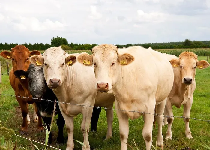 Grenshotel De Jonckheer Hotel Ossendrecht