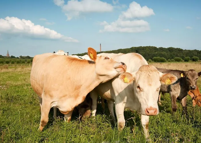 Grenshotel De Jonckheer Hotel Ossendrecht